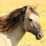 Huidschimmel bij paarden