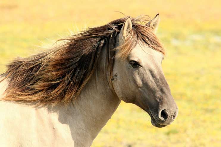 Huidschimmel bij paarden