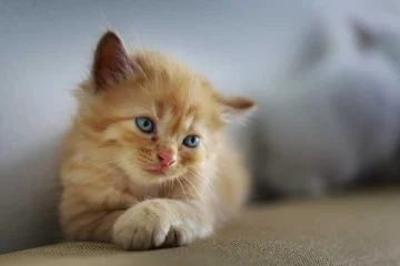 Zijn lelies giftig voor katten?