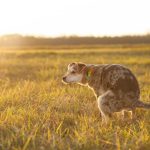 Hondenpoep verzamelen, natuur beschermen en stad schoonhouden