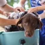 Natuurlijke hondenshampoo zelf maken