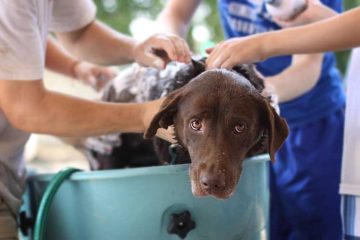 Natuurlijke hondenshampoo zelf maken