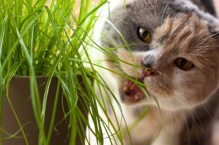 Heeft mijn kat kattengras nodig